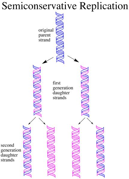 why is dna replication semiconservative.